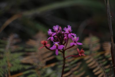 Epidendrum arachnoglossum, photographed by Andrés Ramírez-Barrera