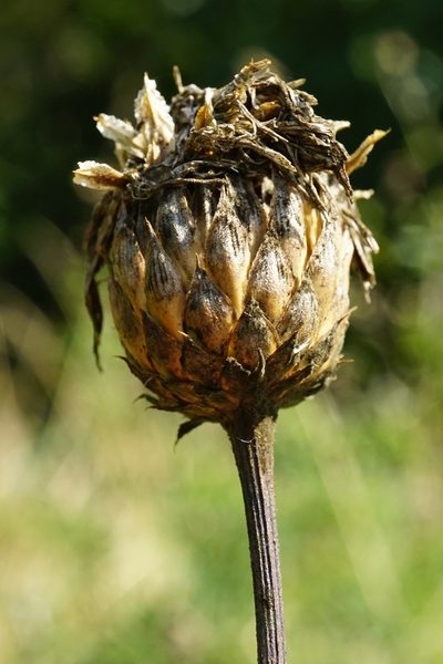 Klasea lycopifolia, photographed by Patrick Hacker
