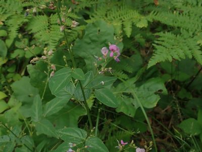 Desmodium glabellum, photographed by Lynn Harper