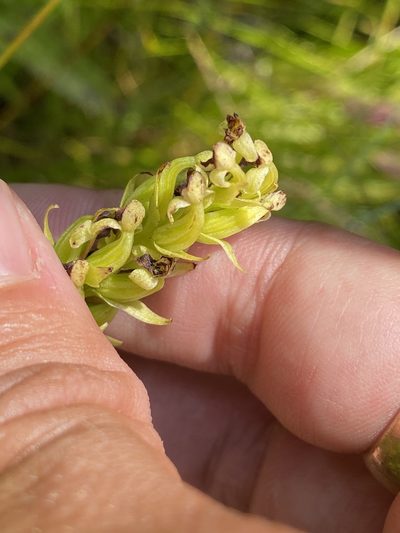 Platanthera flava, photographed by Ryan F. Mandelbaum