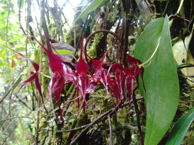 Pleurothallis phalangifera, photographed by Daniel Mesa