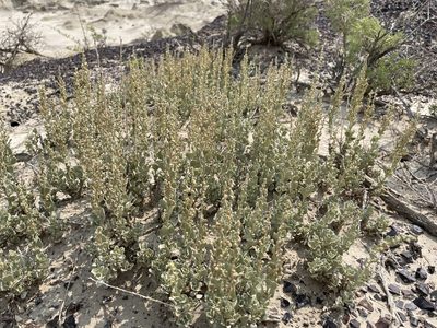 Atriplex obovata, photographed by Bobby McCabe
