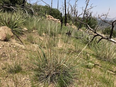 Muhlenbergia emersleyi, photographed by Cecelia Alexander