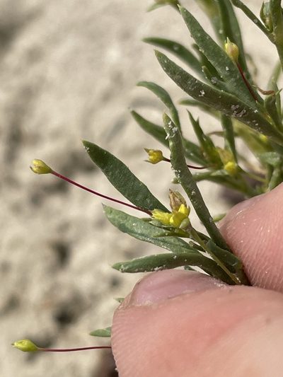 Stenogonum salsuginosum, photographed by Bobby McCabe