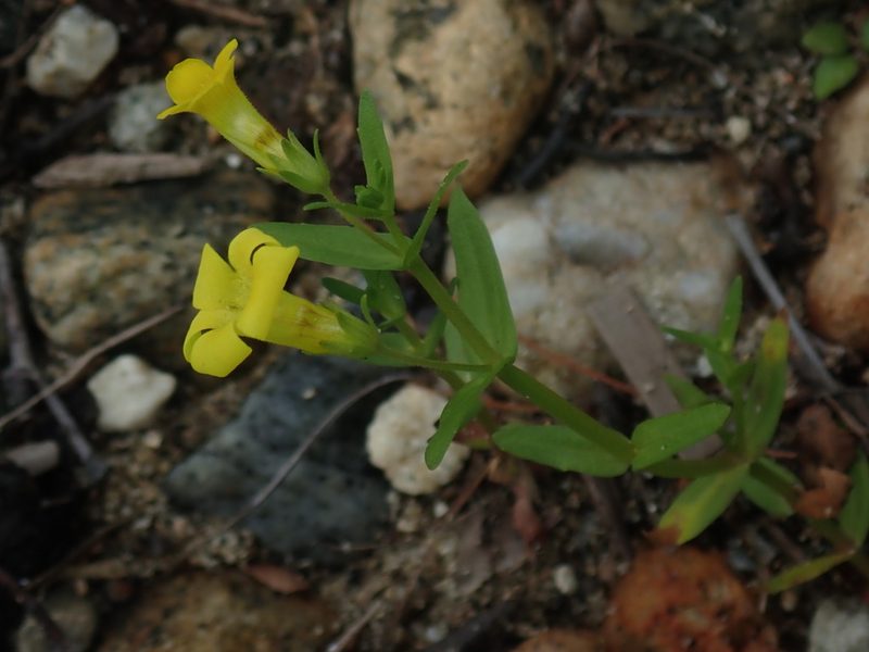 Gratiola lutea, photographed by Lynn Harper