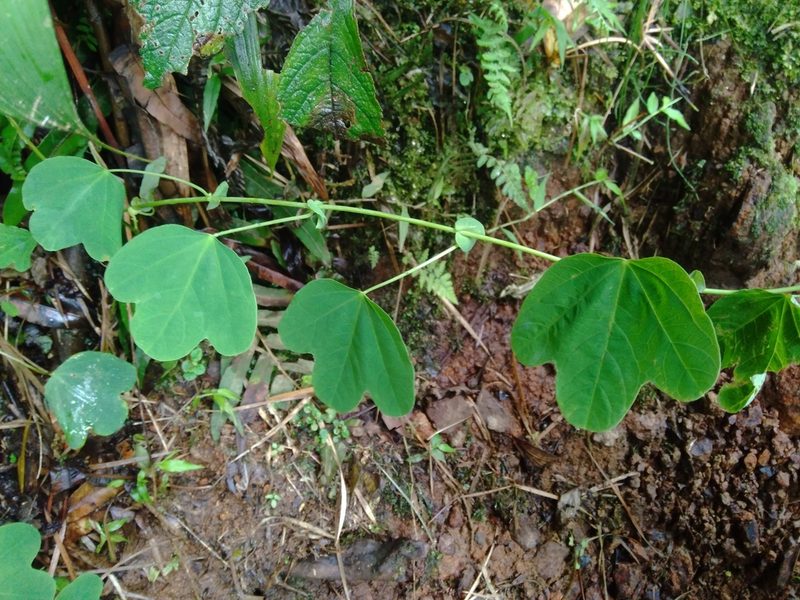 Passiflora resticulata, photographed by Daniel Mesa