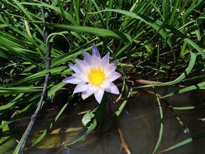 Nymphaea elegans, photographed by Oscar Gonzalez Diaz