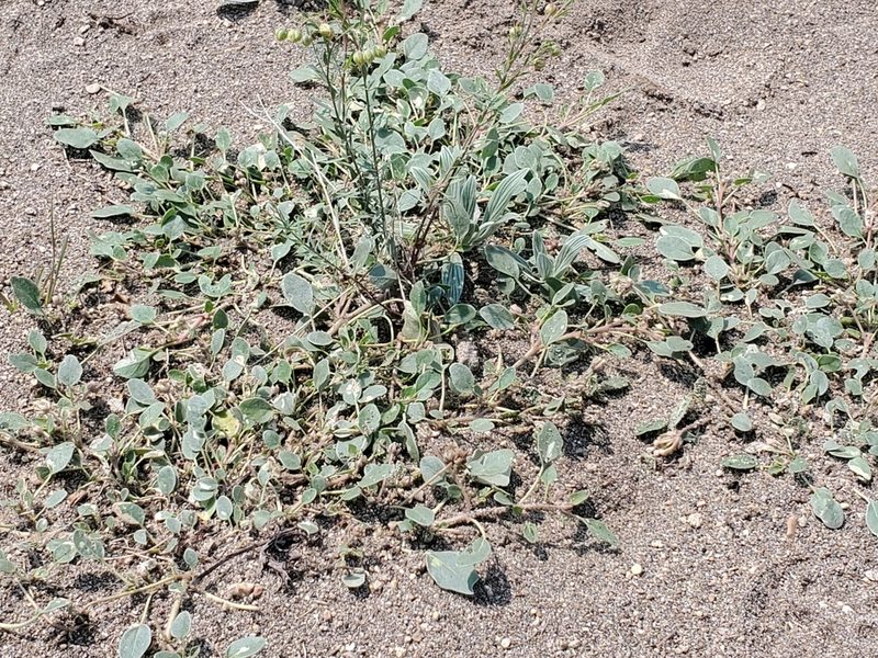 Abronia ammophila, photographed by Craig Martin