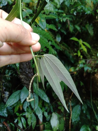 Passiflora chelidonea, photographed by Daniel Mesa