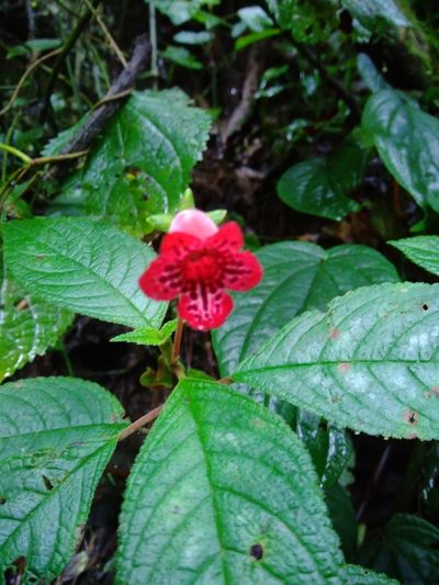 Kohleria inaequalis, photographed by Daniel Mesa