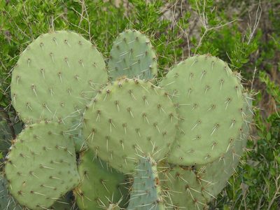 Opuntia orbiculata, photographed by José Francisco Colorado-Dapa