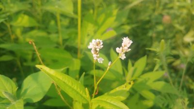 Persicaria pensylvanica, photographed by Ryan Sorrells