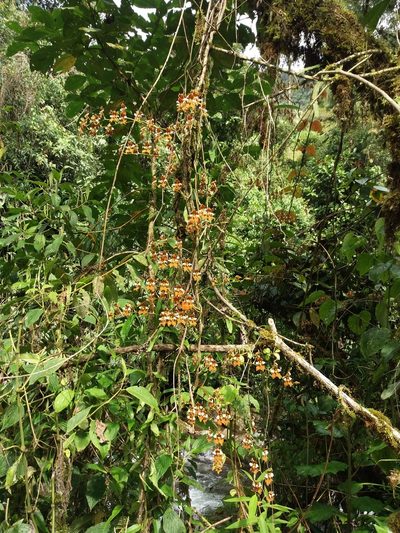 Cyrtochilum ventilabrum, photographed by Daniel Mesa
