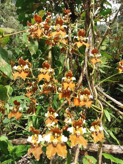 Cyrtochilum ventilabrum, photographed by Daniel Mesa