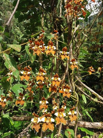Cyrtochilum ventilabrum, photographed by Daniel Mesa