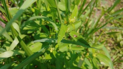 Sida spinosa, photographed by Ryan Sorrells