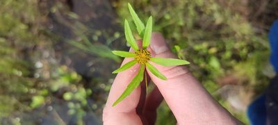 Bidens radiata, photographed by Yurii Basov