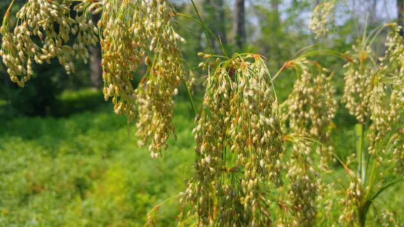 Scirpus pedicellatus, photographed by Ryan Sorrells
