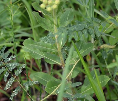 Asclepias obovata, photographed by Kim
