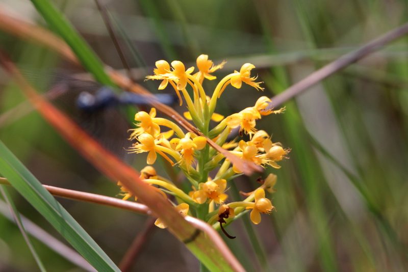 Platanthera cristata, photographed by Kim