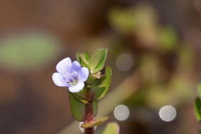 Bacopa caroliniana, photographed by Kim