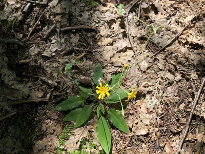 Hieracium murorum, photographed by Pavel Kacl