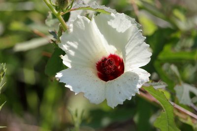 Sabdariffa aculeata, photographed by Kim