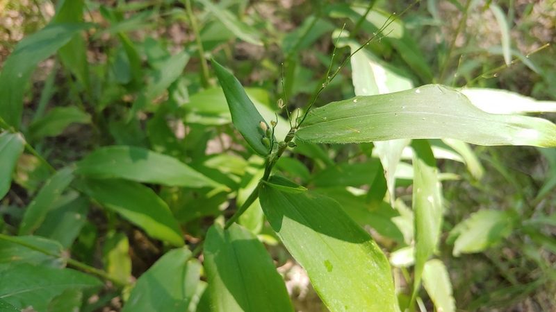 Dichanthelium latifolium, photographed by Ryan Sorrells