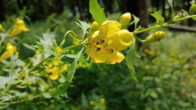Aureolaria grandiflora, photographed by Ryan Sorrells