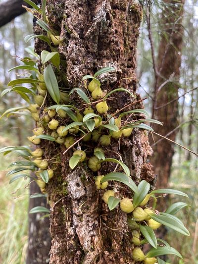 Bulbophyllum newportii, photographed by Edward Bell