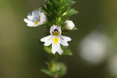 Euphrasia nemorosa, photographed by Matt Pelikan