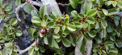 Rhamnus pumila, photographed by Santiago Martín-Bravo