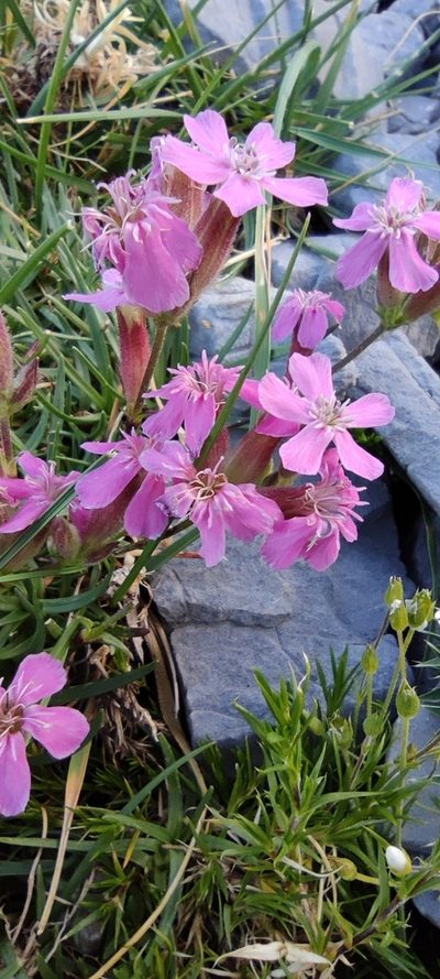 Saponaria caespitosa, photographed by Santiago Martín-Bravo