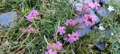Saponaria caespitosa, photographed by Santiago Martín-Bravo