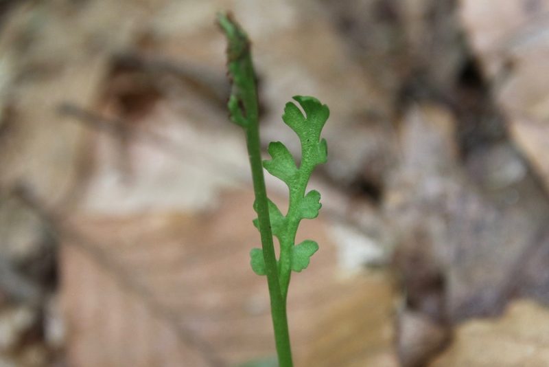 Botrychium ascendens, photographed by er-birds