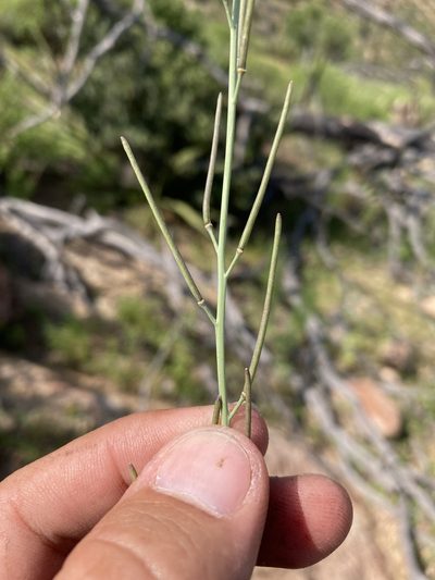 Pennellia micrantha, photographed by Cecelia Alexander