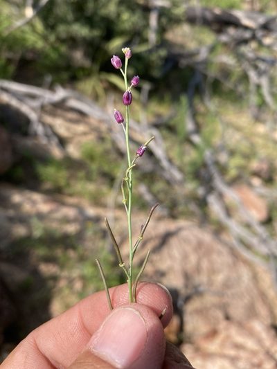 Pennellia micrantha, photographed by Cecelia Alexander