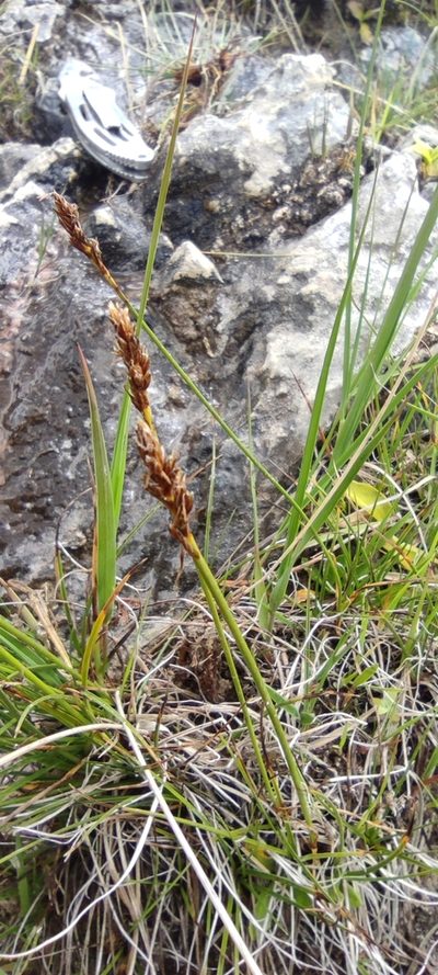 Carex simpliciuscula, photographed by Santiago Martín-Bravo