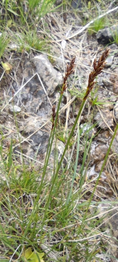 Carex simpliciuscula, photographed by Santiago Martín-Bravo