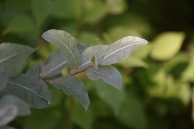 Elaeagnus commutata, photographed by Braden J. Judson
