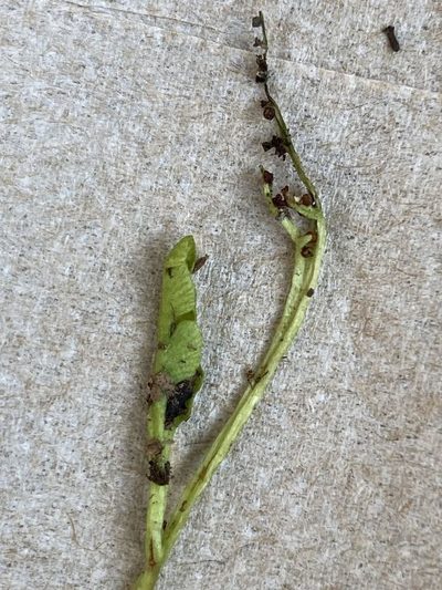 Botrychium tenebrosum, photographed by er-birds