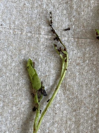 Botrychium tenebrosum, photographed by er-birds