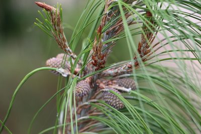 Pinus patula, photographed by Andrés Ramírez-Barrera