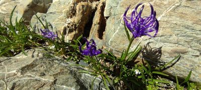Phyteuma hemisphaericum, photographed by Santiago Martín-Bravo