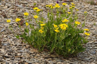 Arnica rydbergii, photographed by Alan Covington