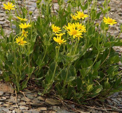 Arnica rydbergii, photographed by Alan Covington