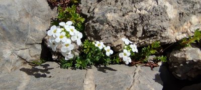 Hornungia alpina, photographed by Santiago Martín-Bravo