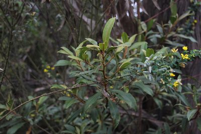 Myrsine coriacea, photographed by Andrés Ramírez-Barrera