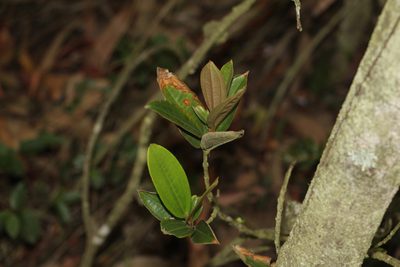 Miconia squamulosa, photographed by Andrés Ramírez-Barrera