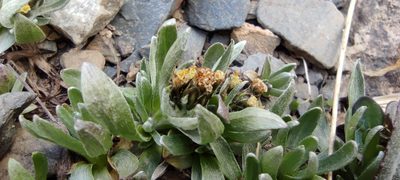 Gnaphalium supinum